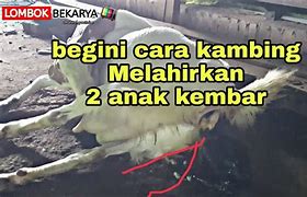 Kambing Melahirkan Kembar 2 Berapa Bulan